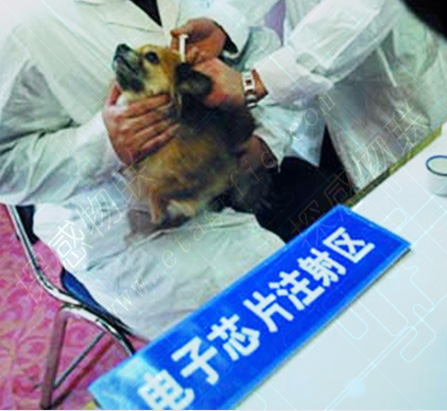 探感物联RFID宠物身份识别