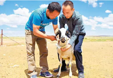 内蒙古智慧牧场，放羊不丢失