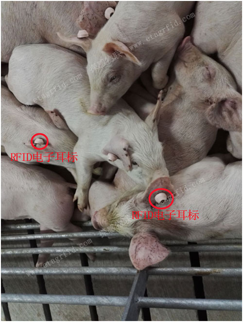 探感助力通威集团实现生猪养殖追溯