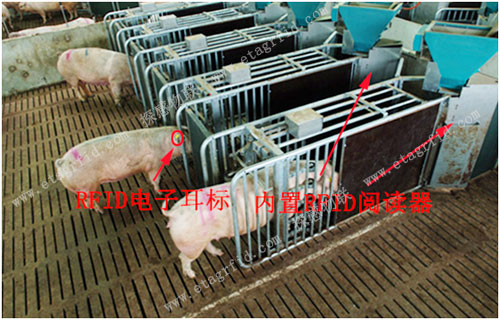 “新五丰”使用RFID完成母猪自动饲喂