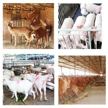 北京农业局畜牧养殖获得探感RFID助力
