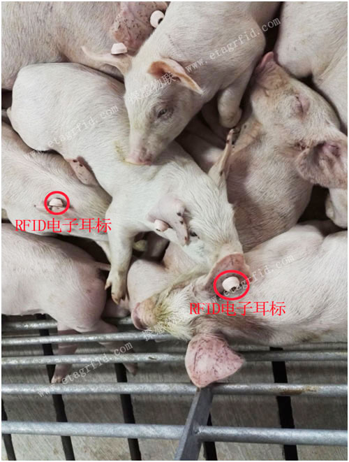 探感物联生猪养殖追溯及称重系统