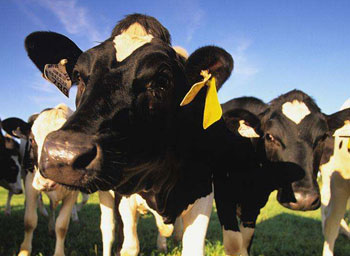 加拿大要求进口牛群使用RFID标签