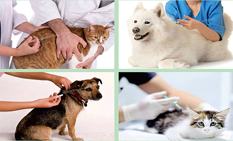 RFID宠物管理_RFID宠物识别_RFID动物管理--江苏探感物联